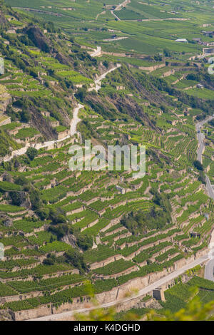 SION, Svizzera - Vigna agricoltura terrazze ih regione vinicola di Sion. Foto Stock