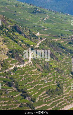 SION, Svizzera - Vigna agricoltura terrazze ih regione vinicola di Sion. Foto Stock