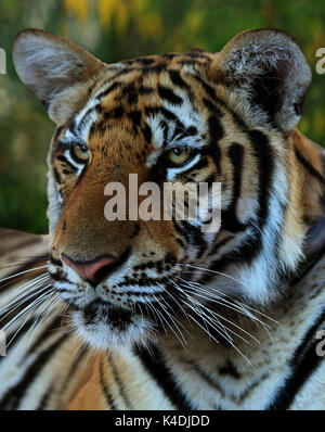 Giornata calda. Closeup ritratto di una grande tigre indocinesi in buddista di Tempio di Tiger, Kanchanaburi Thailandia Foto Stock