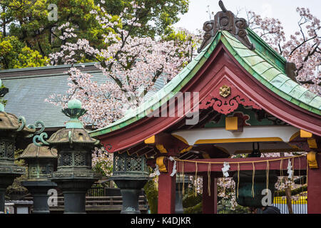 Fiore di Ciliegio alberi e architettura giapponese in Onshi Ueno Park, Taito, Tokyo, Giappone, Asia. Foto Stock