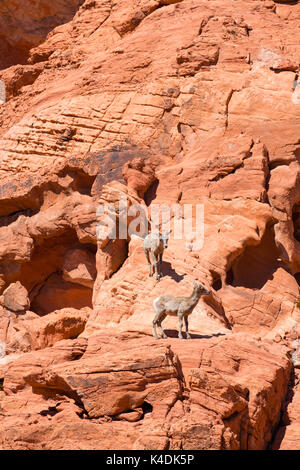 Fotografia di desert bighorn (ovis canadensis nelsoni) osservati a valle del fuoco del parco statale, vicino overton, Nevada, Stati Uniti d'America. Foto Stock