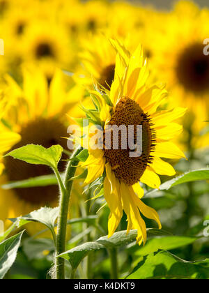 Ritratto di un luminoso giallo girasole in piedi fuori dalla folla e rivolto lateralmente in un campo di fiori con le api mellifere nel Buckinghamshire. Foto Stock