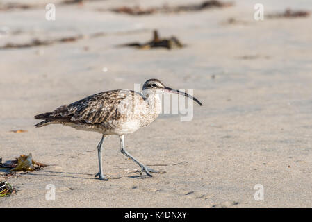Whimbrel, shore bird camminando sulla spiaggia vicino. Foto Stock