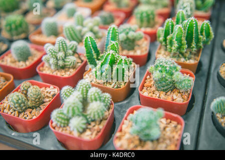 Primo piano sfocato molti cactus in diverse specie in vassoi di semina. Messa a fuoco selettiva Foto Stock