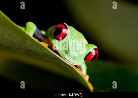 Con gli occhi rossi raganella sulla banana leaf Foto Stock