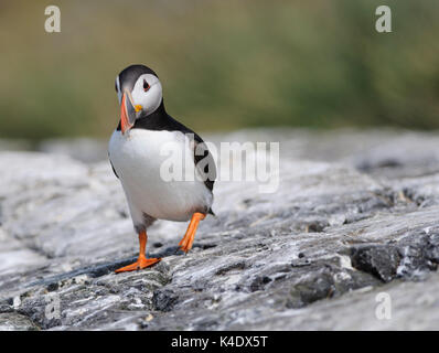 Atlantic puffin (fratercula arctica), Isola di fiocco, Northumberland, Regno Unito. Foto Stock