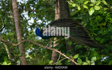 Indian peafowl bird circa per visualizzare il suo treno lungo Foto Stock