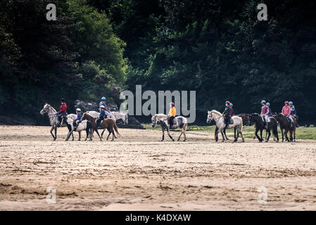 Gannel estuary - pony trekkiing sull'esposto il letto del fiume del fiume gannel con la bassa marea. Foto Stock