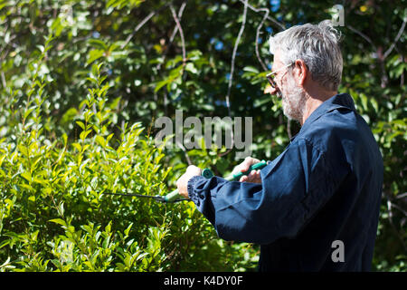 Fresatura di giardiniere siepe con forbici da giardinaggio in una giornata di sole Foto Stock