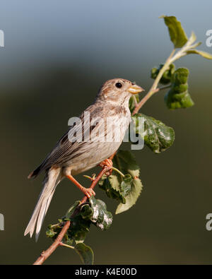 Eurasian spasmodico (Jynx torquilla) su un ramo in Bulgaria Foto Stock