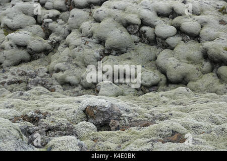 L'Islanda, le pietre laviche ricoperta con Islanda Moss, sud-est Foto Stock