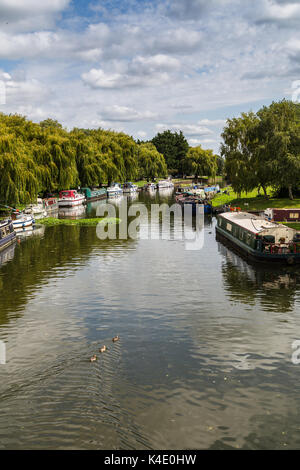 Ritratto del raccolto di tre le anatre bastarde sul Fiume Great Ouse a Ely, circondato da grandi barche sul bordo delle acque. Foto Stock