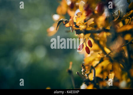 Berberis chiusa in inverno Foto Stock