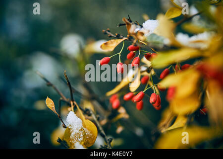 Berberis chiusa in inverno la neve Foto Stock