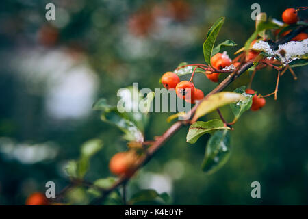 Scarlet firethorn con la neve Foto Stock