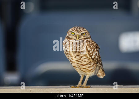 Un gufo che vive nello stadio Hereo de Nacozari appare sulla corte durante le parti del bordeaux della Mexican soccer league. Hermosillo Foto Stock