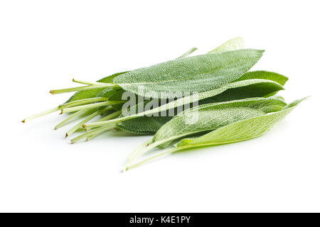 La Salvia officinalis. Foglie di salvia isolati su sfondo bianco. Giardino salvia. Foto Stock