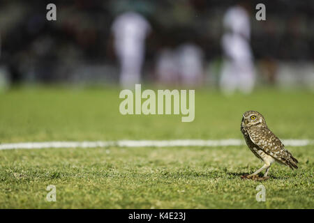 Un gufo che vive nello stadio Hereo de Nacozari appare sulla corte durante le parti del bordeaux della Mexican soccer league. Hermosillo Foto Stock