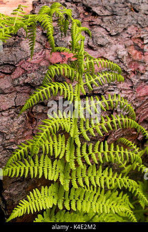 BRACKEN FERN (Pteridium aquilinum) SPRAGUE Creek, il Glacier National Park Montana Foto Stock