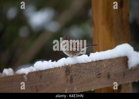 Dunnock, Prunella modularis, singolo adulto permanente sulla coperta di neve recinzione. Presa di febbraio. Lea Valley, Essex, UK. Foto Stock