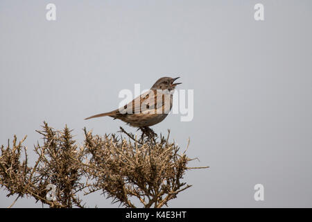 Dunnock, Prunella modularis, singolo adulto a cantare da ginestre bush. Presa può. Minsmere, Suffolk, Regno Unito. Foto Stock