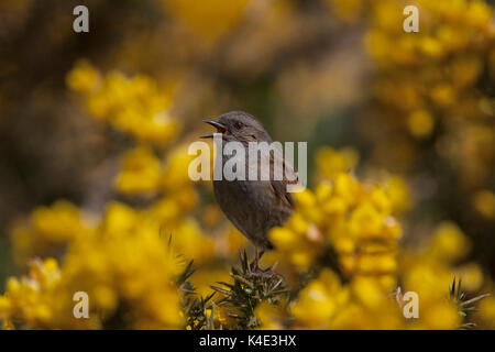Dunnock, Prunella modularis, singolo adulto a cantare da ginestre bush. Minsmere, Suffolk, Regno Unito. Foto Stock