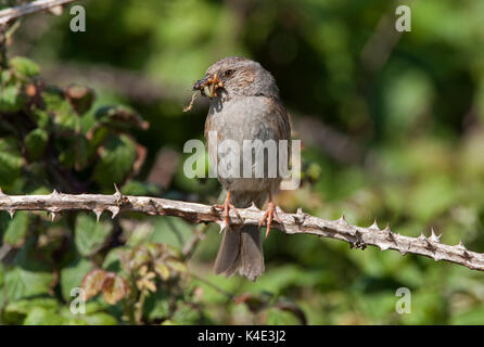 Dunnock, Prunella modularis, singolo adulto con il cibo in bolletta. Minsmere, Suffolk, Regno Unito. Foto Stock