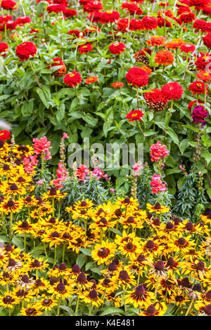 Rudbeckia hirta sonora e Zinnia rossa elegans, fiori rossi gialli in estate fiore letto Foto Stock