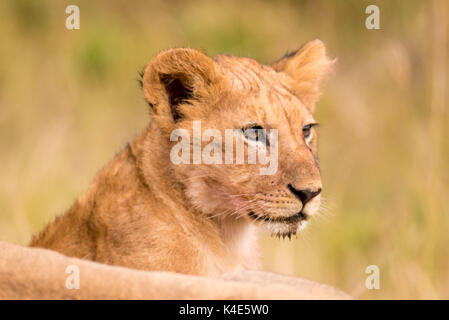 Lion cubs in masai Mara Foto Stock