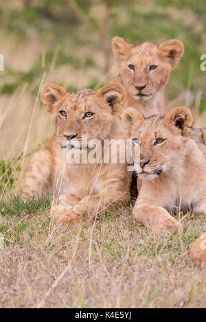 Lion cubs in masai Mara Foto Stock