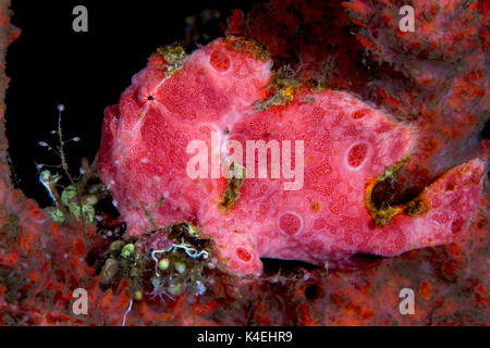 Rana pescatrice dipinta la miscelazione in corallo rosa Foto Stock