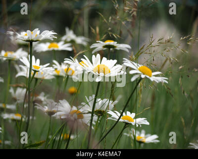 Patch di giallo e bianco margherite on Grassy millefiori strada orlo in Cumbria, England, Regno Unito Foto Stock