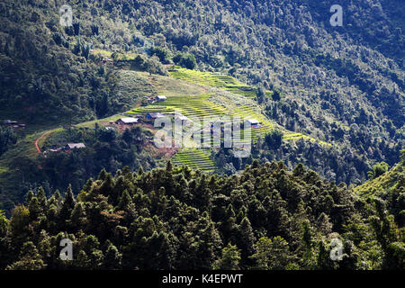 Verde brillante dei campi di riso durante il periodo estivo circa Cat Cat village, Sa Pa, Lao Cai, Vietnam Foto Stock