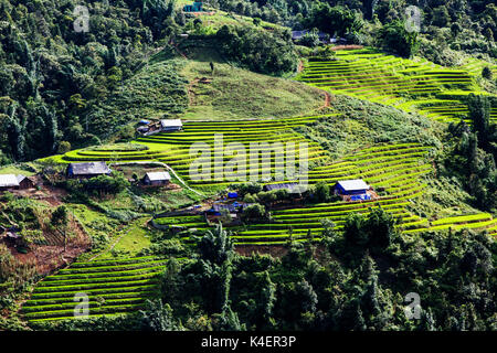 Verde brillante dei campi di riso durante il periodo estivo circa Cat Cat village, Sa Pa, Lao Cai, Vietnam Foto Stock