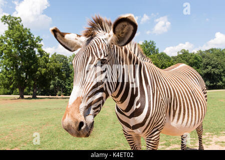 Zebra close up presi da auto nel Parco Nazionale. Foto Stock