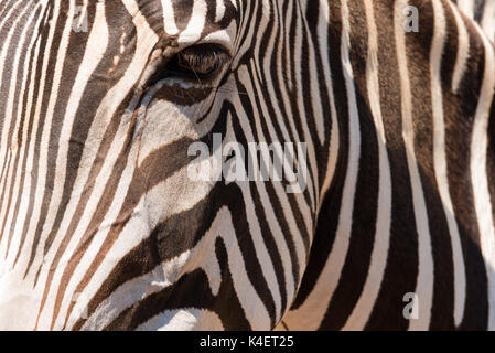 Close-up dell'occhio di una zebra. Foto Stock