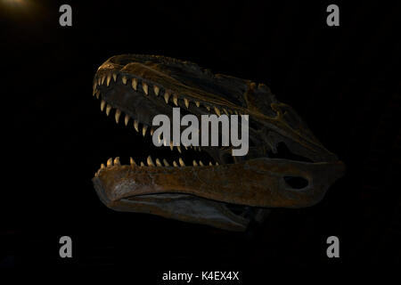 La ricostruzione del Tyrannosaurus rex skeleton contro lo sfondo nero al Museo Giurassico delle Asturie. Colunga. Spagna. Foto Stock