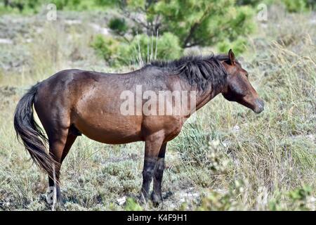 Wild Horse (Equus ferus) presso il Assateague Island National Seashore Foto Stock