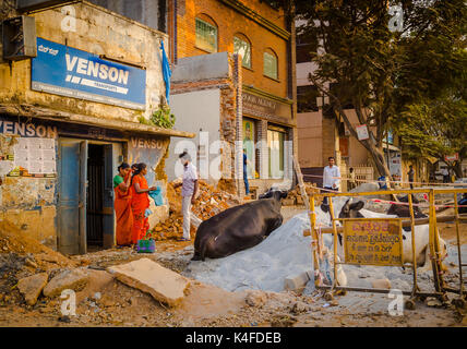 JAIPUR, India - 25 agosto 2017: un gruppo di mucche vaganti seduto in mezzo di spazzatura per le strade di India Foto Stock