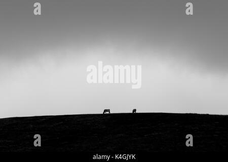Due isolati di vacche che pascolano su un prato sulla cima di una montagna, sotto un cielo nuvoloso Foto Stock