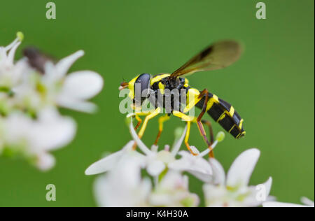 Xanthogramma pedissequum. Maschio adulto wasp mimare hoverfly trovati nella prateria in prossimità di acqua in Arundel, West Sussex, in Inghilterra, Regno Unito all'inizio dell'autunno. Foto Stock