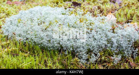 Cup lichen (Cladonia arbuscula) Foto Stock