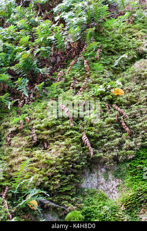 Moss-coperto cliff Foto Stock