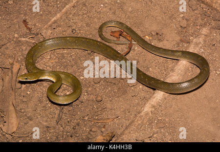 Ratsnake verde settentrionale (Senticolis triaspis intermedia) di sonora, Messico. Foto Stock