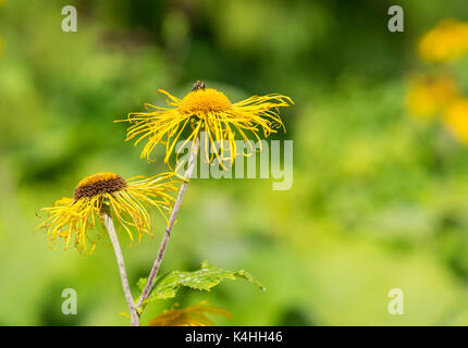 Heartleaf oxeye con petali gialli, telekia speciosa. Foto Stock