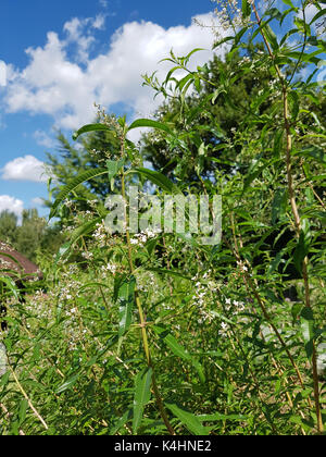 Zitronenverbene Verveine;;; Lippia citrodora, Heilpflanze, Bachbluete Foto Stock