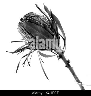 Black & White South African re protea Foto Stock