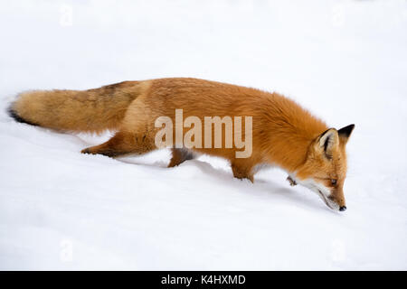 Red Fox (vulpes vulpes vulpes) sniffing nella neve, algonquin Provincial Park, Ontario, Canada Foto Stock