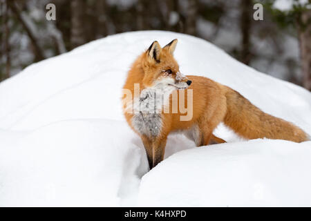 Red Fox (vulpes vulpes vulpes) in piedi nella neve profonda, algonquin Provincial Park, Ontario, Canada Foto Stock