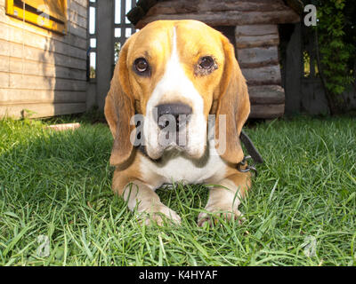 Cane pone per le foto Foto Stock